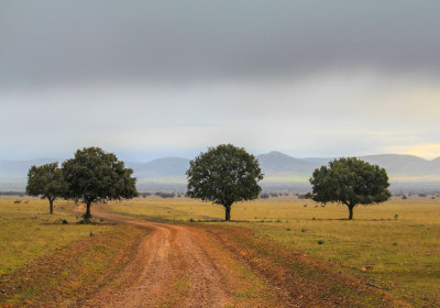 Cabañeros