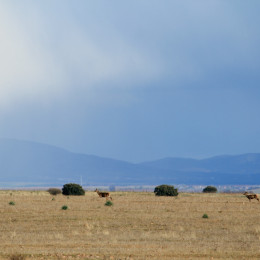 cabaneros21