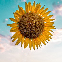 Girasol. Sol. 